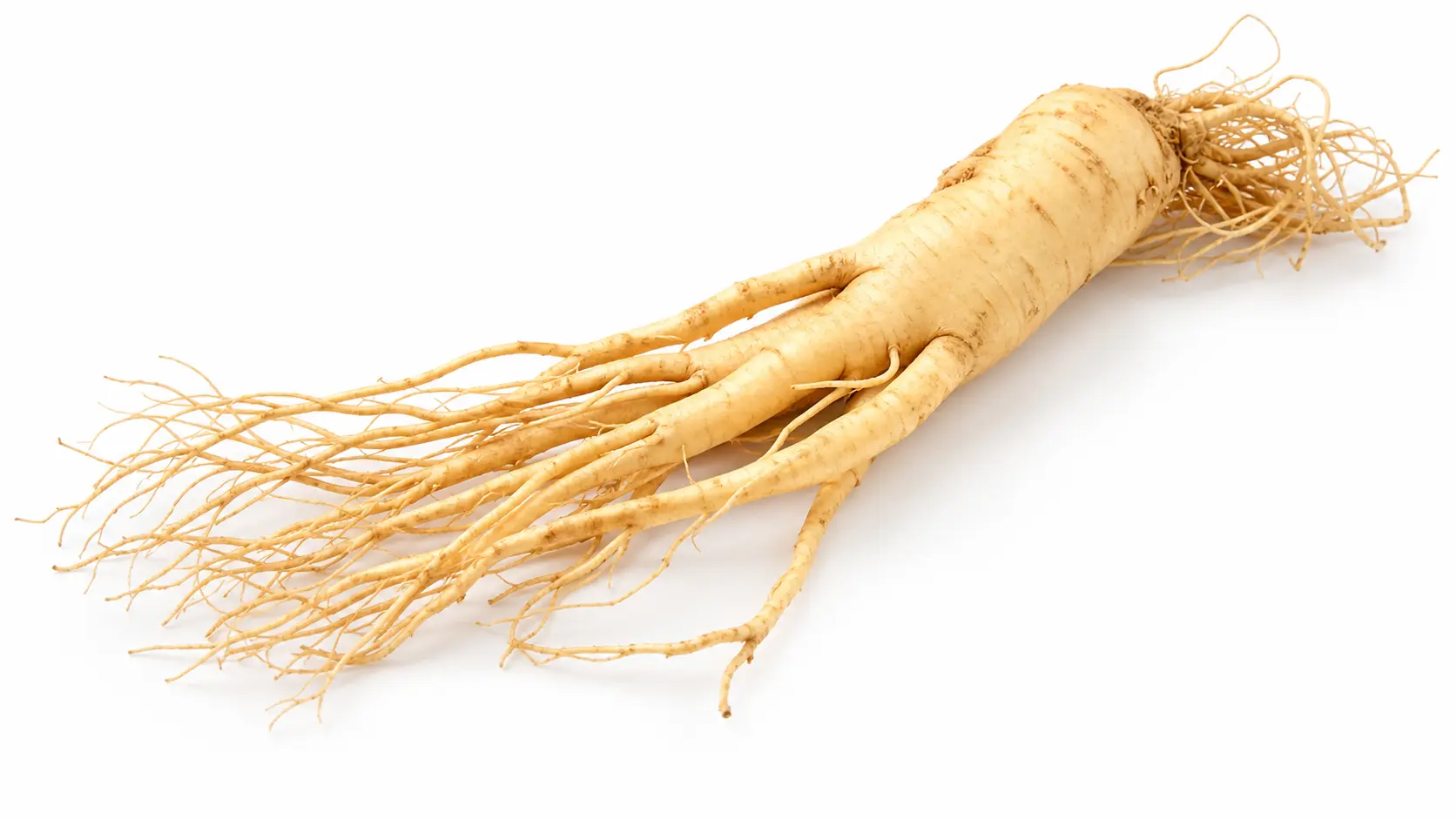 Raíz de Ginseng